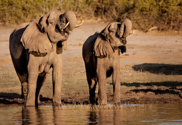 喝水的大象图片