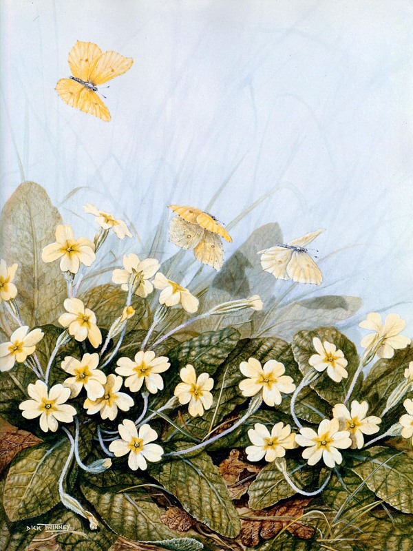 蝴蝶鲜花油画图片