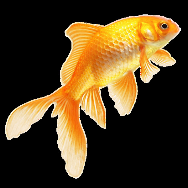 漂亮金色的鱼免抠png透明素材