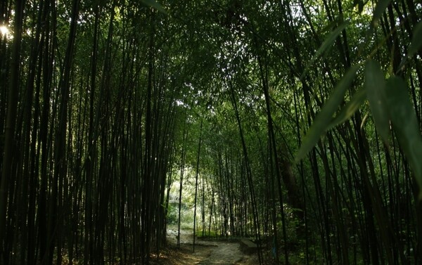 竹林公园图片