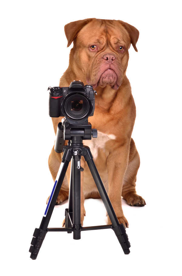 单反相机与宠物狗图片