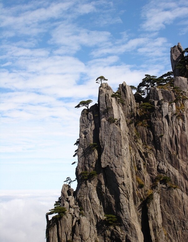 黄山岩松图片