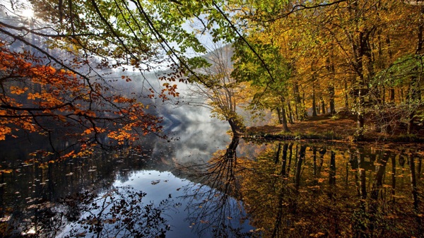林中湖水优雅景色图片素材下载