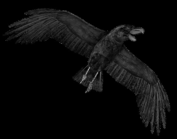 恐怖乌鸦图片免抠png透明图层素材