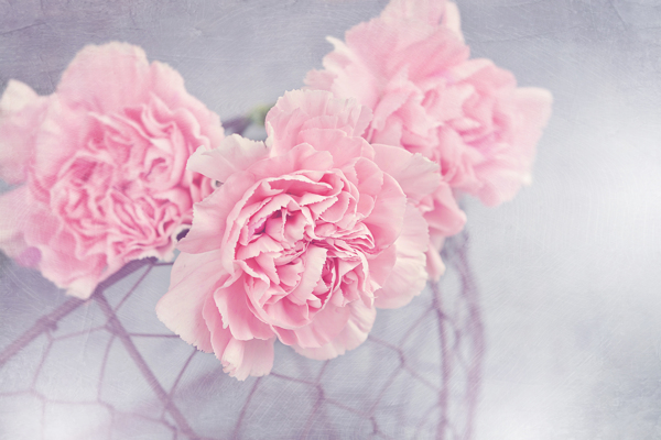 盛开的粉色康乃馨花朵