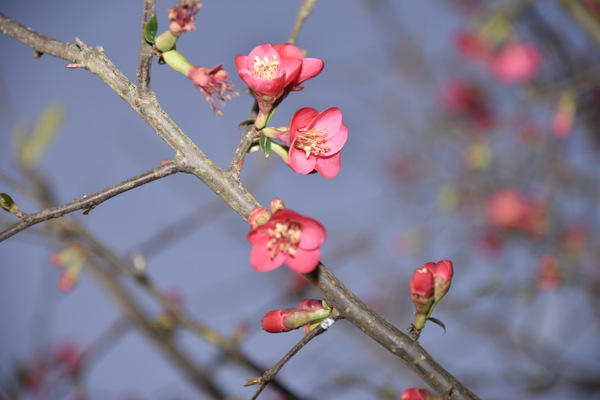 海棠花