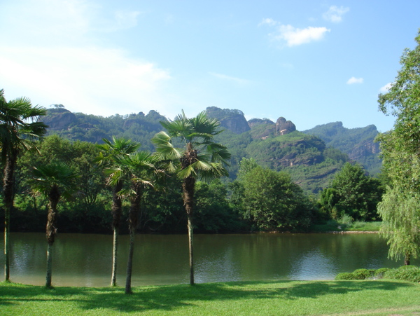 树植物水风景