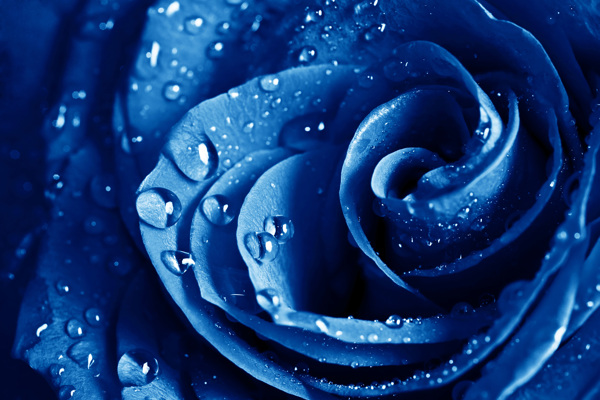 蓝色玫瑰花图片