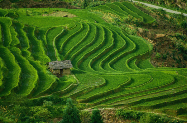 田园风景草地