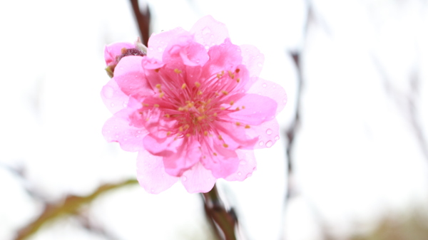 雨中的桃花图片