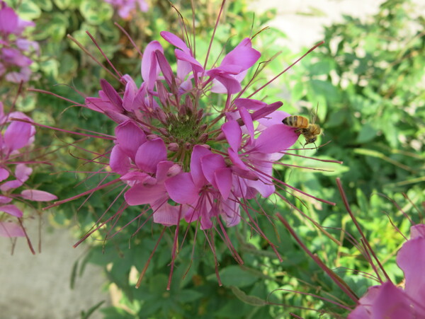 醉蝶花图片