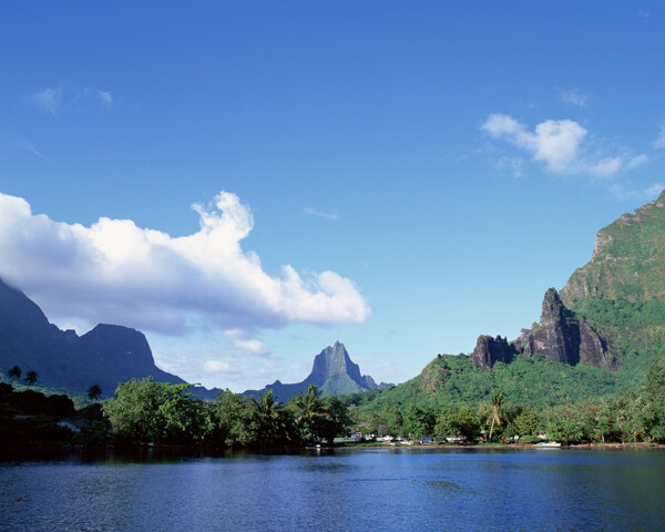 树植物水风景山