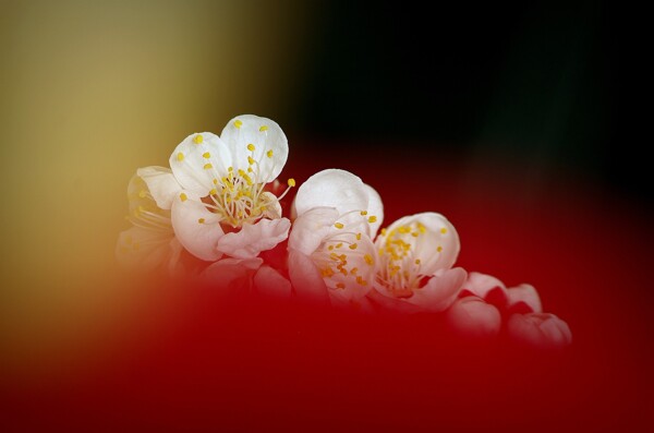 鲜艳白色梅花图片