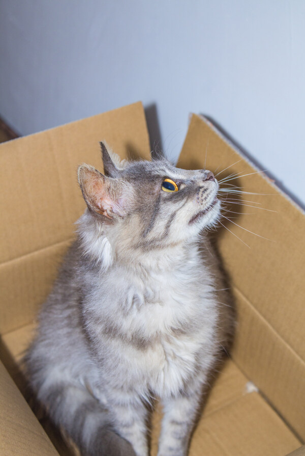 蹲在纸箱里的猫咪