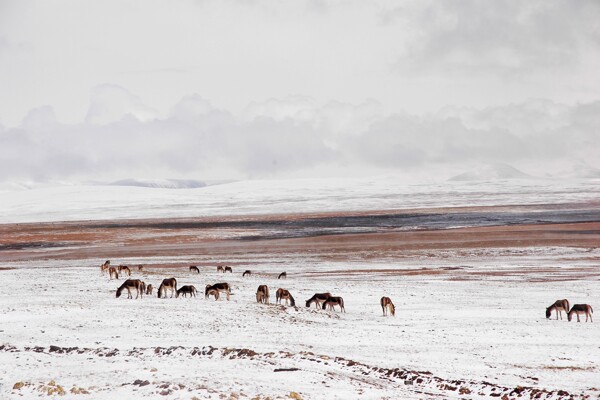 藏野驴藏羚羊图片