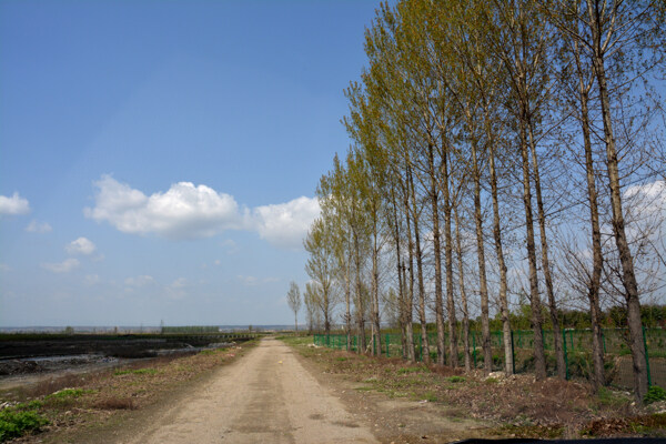 河堤小路图片