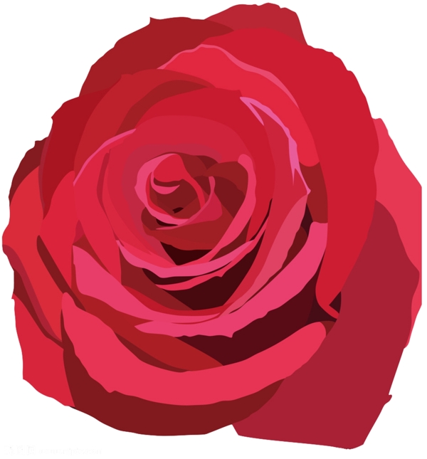 玫瑰花朵美丽红节日