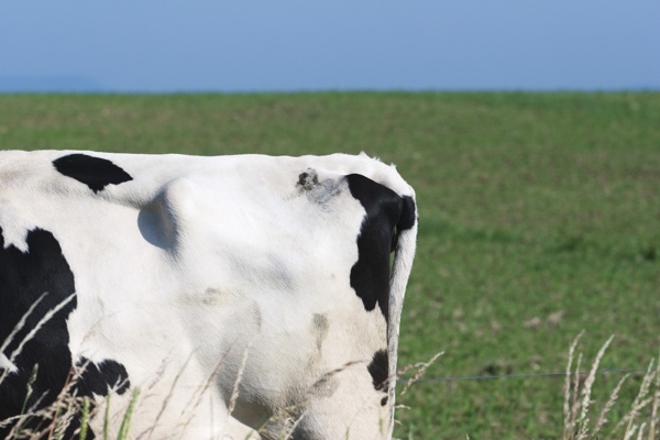 草地奶牛摄影图片