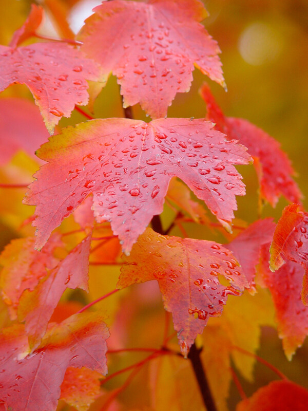 高清雨水打湿的枫叶图片