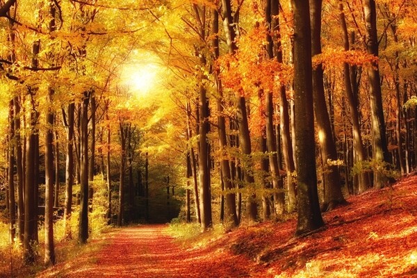 秋色森林风景
