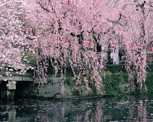 春暖花开花朵花瓣花草花卉