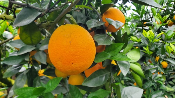脐橙水果图片