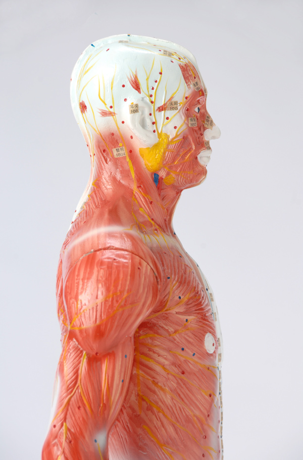 男性上身部位血管肌肉组织图片