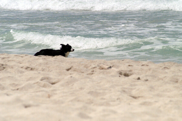 海边小狗图片