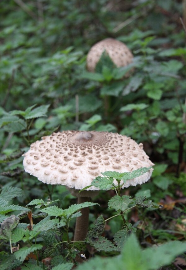 草丛里的蘑菇图片