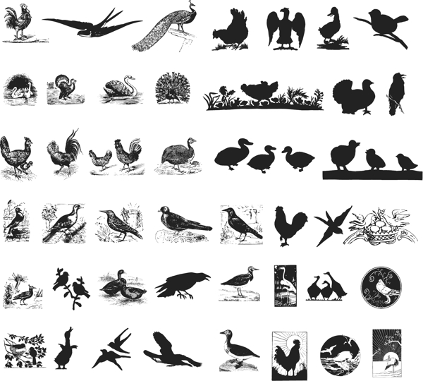 铜版画朱伊图案动物鸟图片