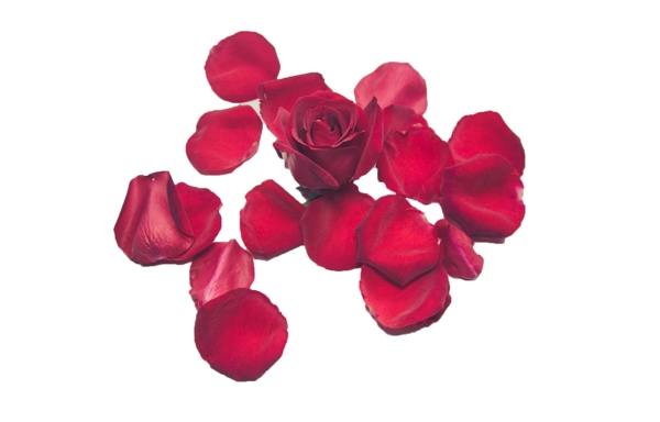 绚丽多彩的玫瑰花瓣
