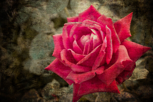 红玫瑰鲜花背景