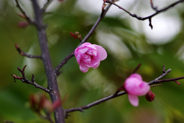 桃花图片