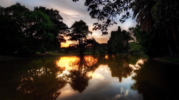 黄昏下的湖水大树图片