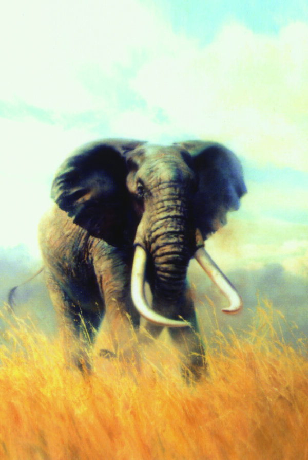 草原上大象图片