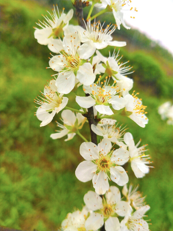 田野李花