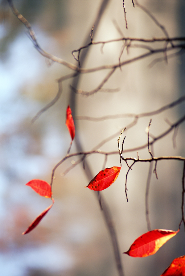 红色叶子风景图片