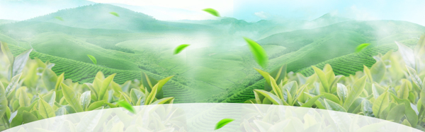 绿色植物小清新banner