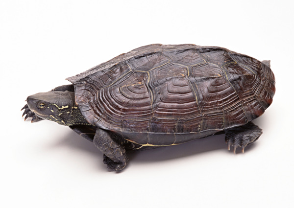 小动物乌龟海龟动物世界千年乌龟王八