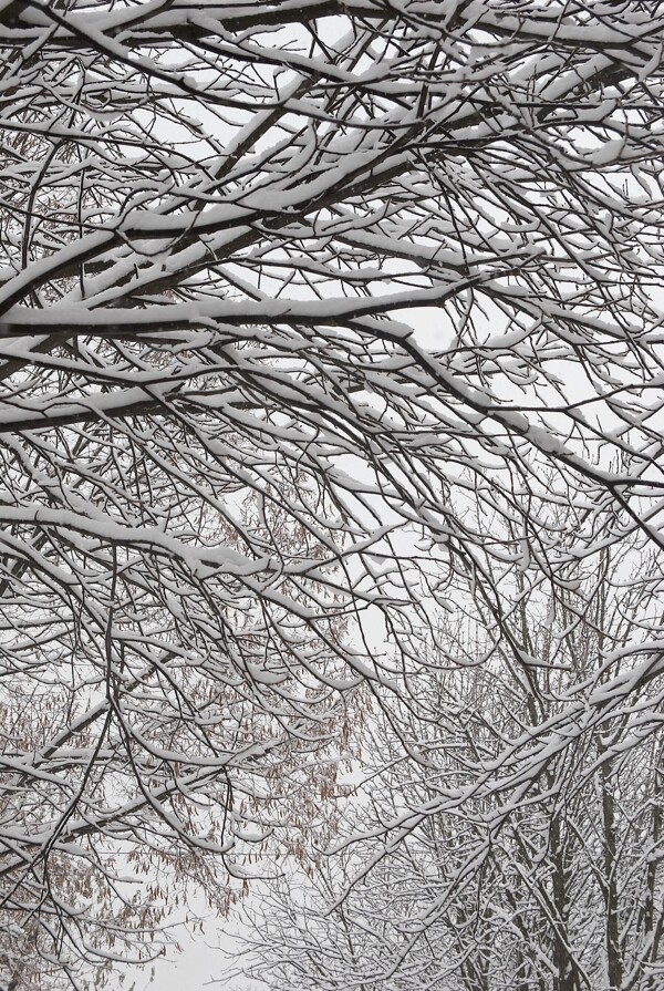树木上的白雪图片