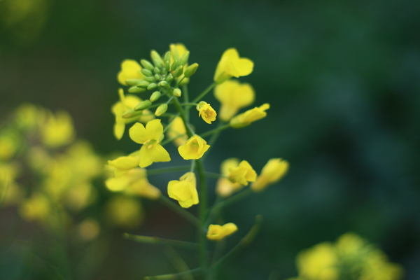 油菜花图片