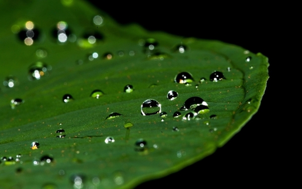 雨打荷叶