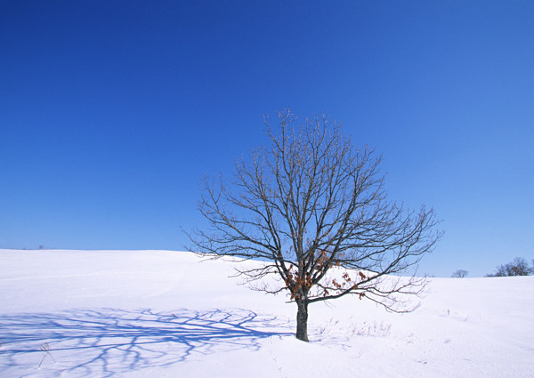 雪地里的一颗树
