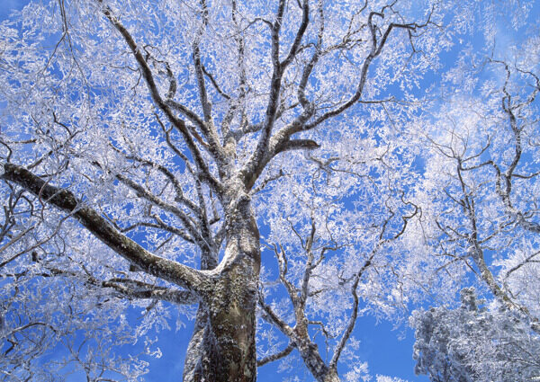 树木上的霜花图片