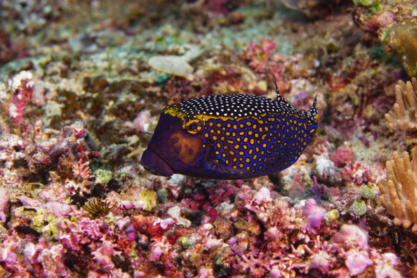 海洋生物图片