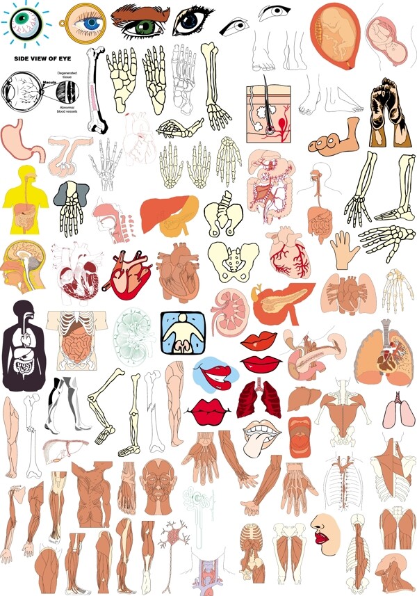 人体结构器官部位图片