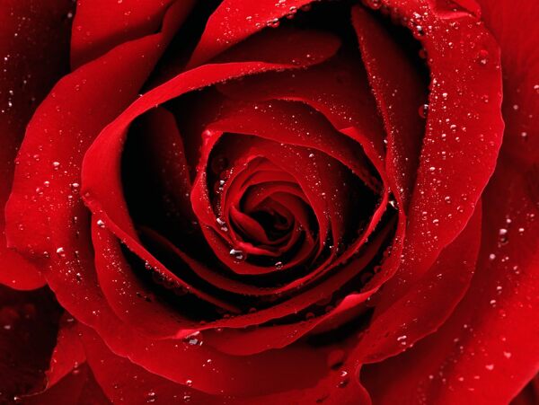 高清红色的玫瑰