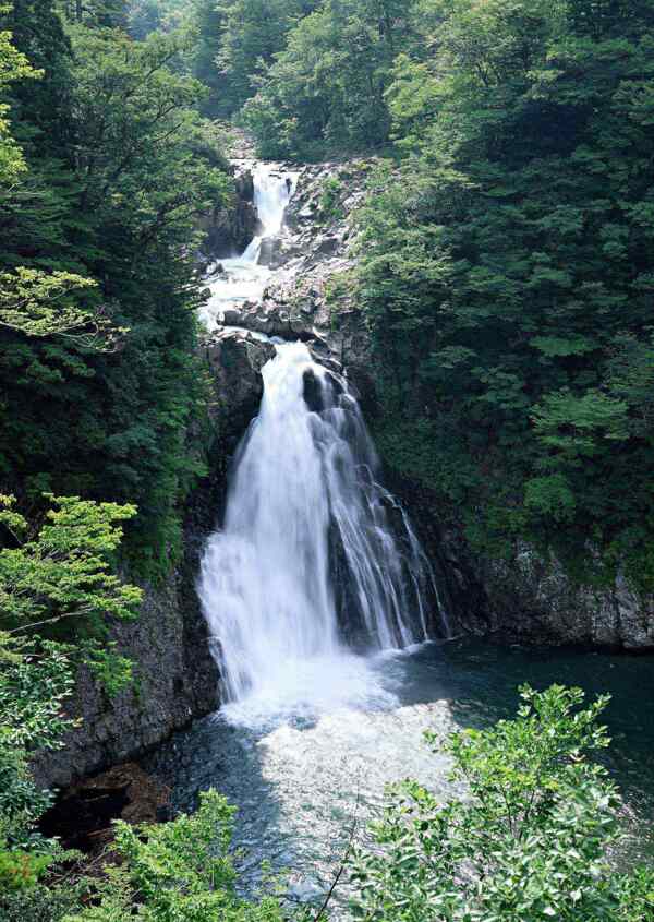 树植物水风景山