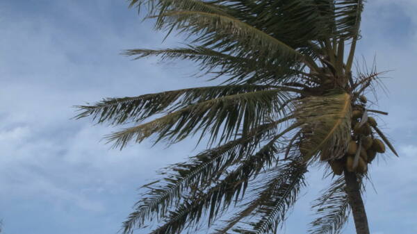 椰子束在一棵棕榈树股票视频视频免费下载
