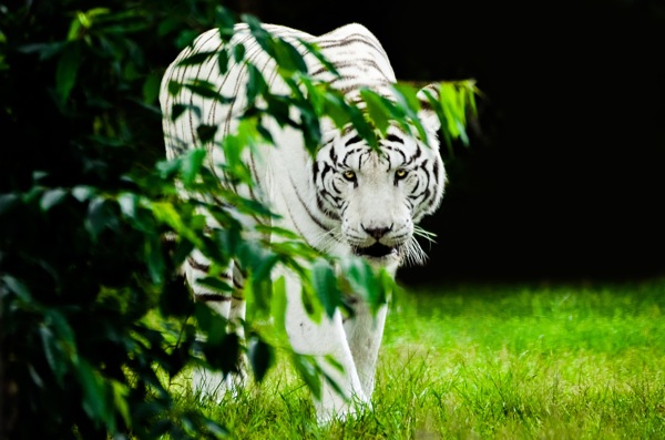 森林白老虎